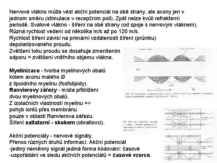 Nervové vlákno může vést akční potenciál na obě strany, ale axony jen v jednom