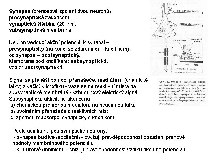 Synapse (přenosové spojení dvou neuronů): presynaptická zakončení, synaptická štěrbina (20 nm) subsynaptická membrána Neuron