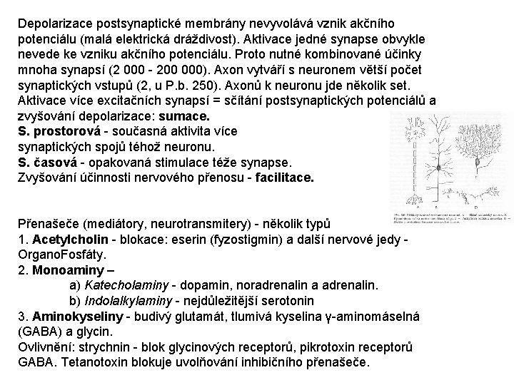 Depolarizace postsynaptické membrány nevyvolává vznik akčního potenciálu (malá elektrická dráždivost). Aktivace jedné synapse obvykle