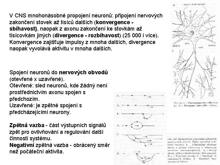 V CNS mnohonásobné propojení neuronů: připojení nervových zakončení stovek až tisíců dalších (konvergence -