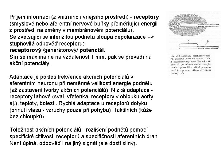 Příjem informací (z vnitřního i vnějšího prostředí) - receptory (smyslové nebo aferentní nervové buňky