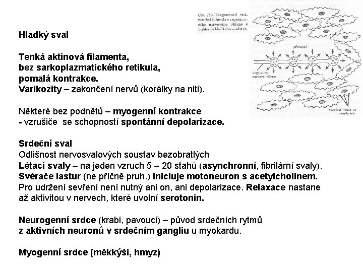 Hladký sval Tenká aktinová filamenta, bez sarkoplazmatického retikula, pomalá kontrakce. Varikozity – zakončení nervů