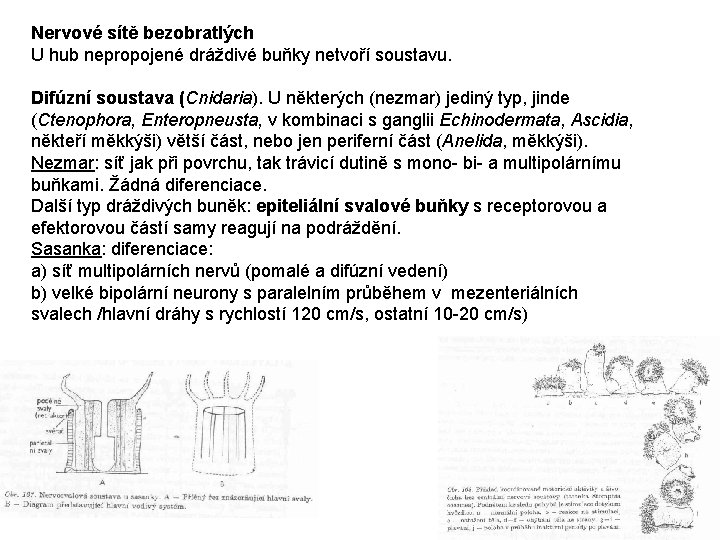 Nervové sítě bezobratlých U hub nepropojené dráždivé buňky netvoří soustavu. Difúzní soustava (Cnidaria). U