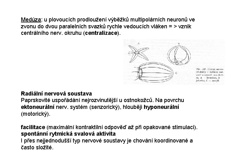 Medúza: u plovoucích prodloužení výběžků multipolárních neuronů ve zvonu do dvou paralelních svazků rychle