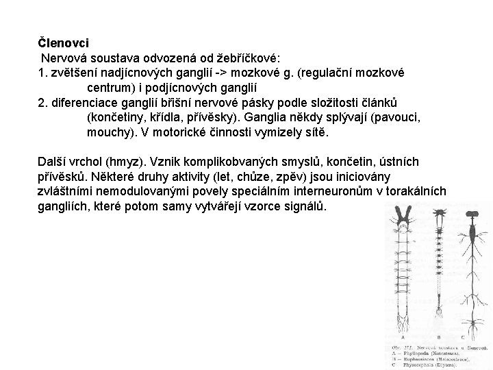 Členovci Nervová soustava odvozená od žebříčkové: 1. zvětšení nadjícnových ganglií -> mozkové g. (regulační