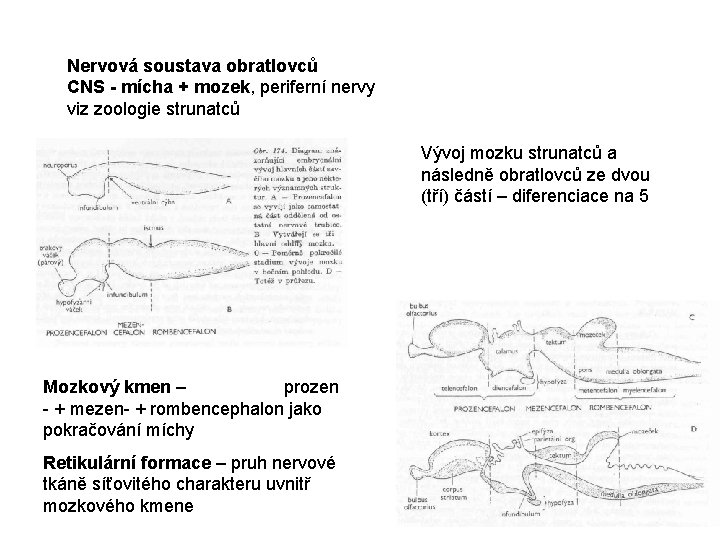 Nervová soustava obratlovců CNS - mícha + mozek, periferní nervy viz zoologie strunatců Vývoj