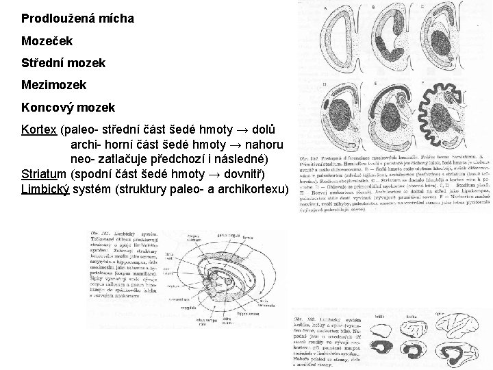 Prodloužená mícha Mozeček Střední mozek Mezimozek Koncový mozek Kortex (paleo- střední část šedé hmoty