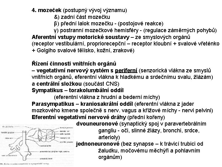 4. mozeček (postupný vývoj významu) &) zadní část mozečku β) přední lalok mozečku -