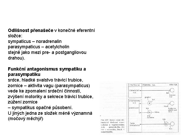 Odlišnost přenašeče v konečné eferentní složce: sympaticus – noradrenalin parasympaticus – acetylcholin stejně jako