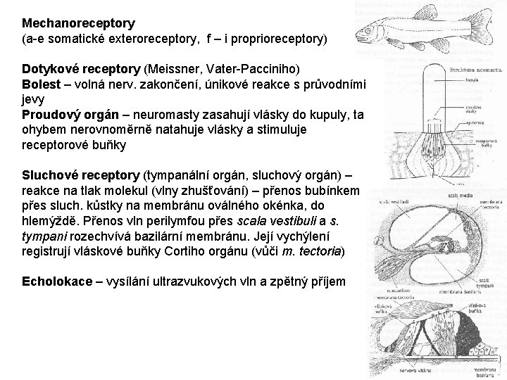 Mechanoreceptory (a-e somatické exteroreceptory, f – i proprioreceptory) Dotykové receptory (Meissner, Vater-Pacciniho) Bolest –