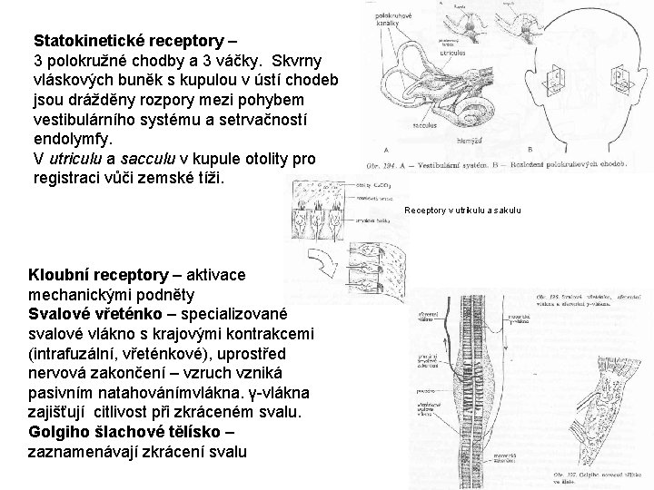 Statokinetické receptory – 3 polokružné chodby a 3 váčky. Skvrny vláskových buněk s kupulou