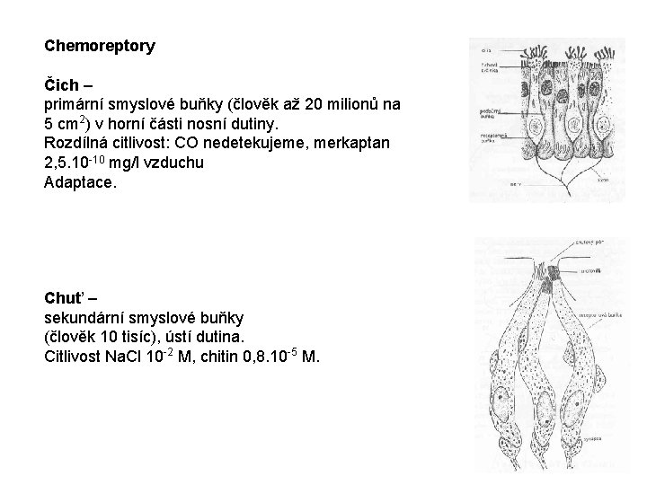 Chemoreptory Čich – primární smyslové buňky (člověk až 20 milionů na 5 cm 2)