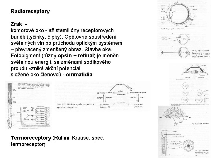 Radioreceptory Zrak komorové oko - až stamilióny receptorových buněk (tyčinky, čípky). Opětovné soustředění světelných