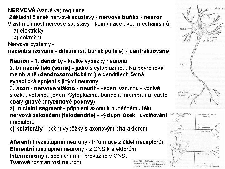 NERVOVÁ (vzrušivá) regulace Základní článek nervové soustavy - nervová buňka - neuron Vlastní činnost