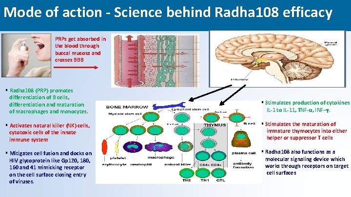 Mode of action - Science behind Radha 108 efficacy PRPs get absorbed in the