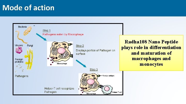 Mode of action Radha 108 Nano Peptide plays role in differentiation and maturation of