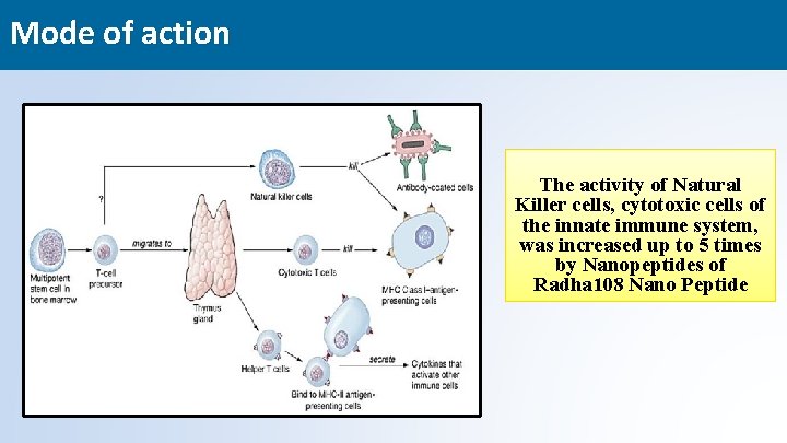 Mode of action The activity of Natural Killer cells, cytotoxic cells of the innate