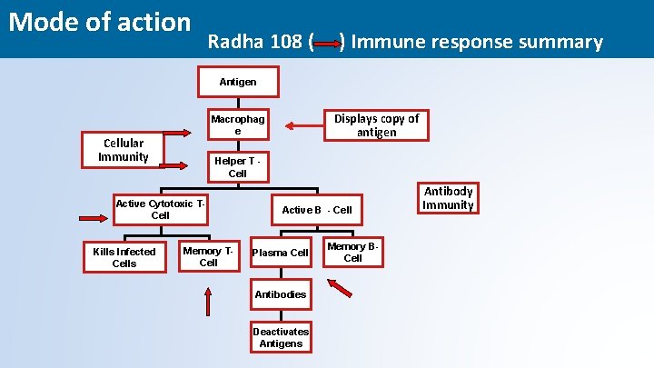 Mode of action Radha 108 ( ) Immune response summary Antigen Cellular Immunity Helper
