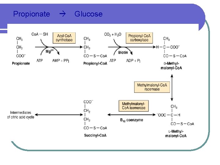 Gluconeogenesis Definition Non Carbohydrate Glucose Site Liver 80