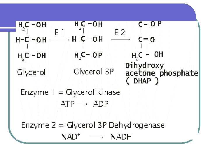 Gluconeogenesis Definition Non Carbohydrate Glucose Site Liver 80