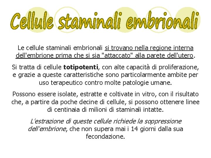 Le cellule staminali embrionali si trovano nella regione interna dell'embrione prima che si sia