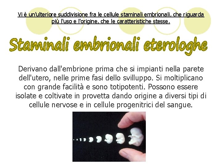 Vi è un'ulteriore suddivisione fra le cellule staminali embrionali, che riguarda più l'uso e