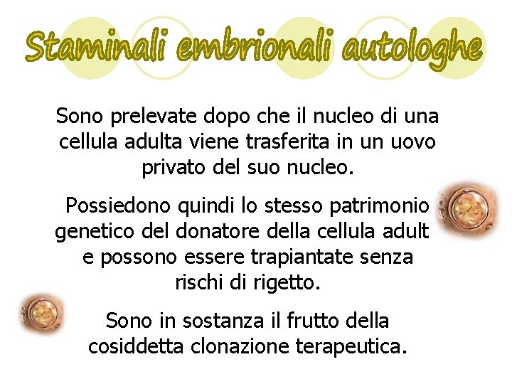 Sono prelevate dopo che il nucleo di una cellula adulta viene trasferita in un