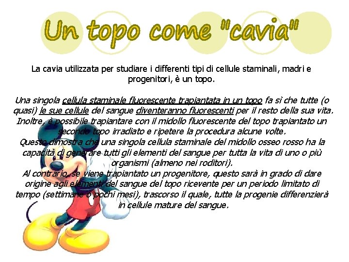 La cavia utilizzata per studiare i differenti tipi di cellule staminali, madri e progenitori,