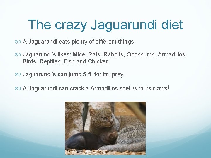 The crazy Jaguarundi diet A Jaguarandi eats plenty of different things. Jaguarundi’s likes: Mice,