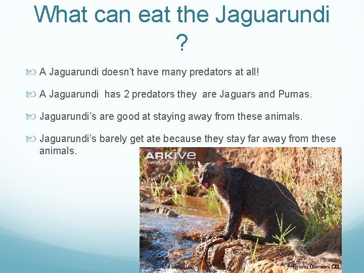 What can eat the Jaguarundi ? A Jaguarundi doesn’t have many predators at all!