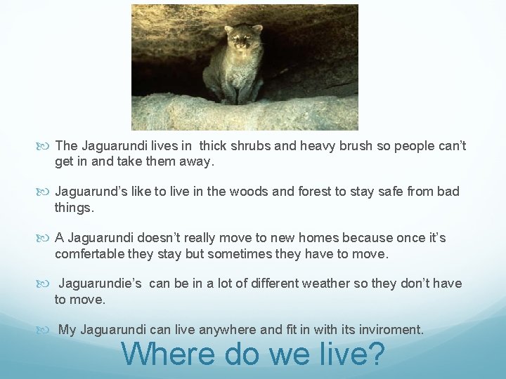  The Jaguarundi lives in thick shrubs and heavy brush so people can’t get