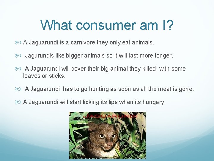 What consumer am I? A Jaguarundi is a carnivore they only eat animals. Jagurundis