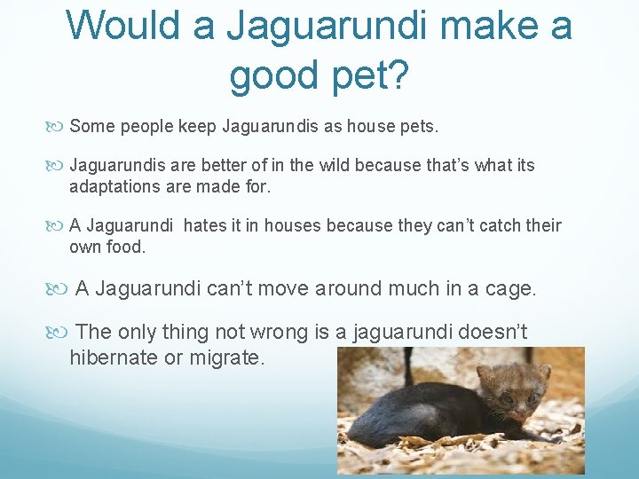 Would a Jaguarundi make a good pet? Some people keep Jaguarundis as house pets.