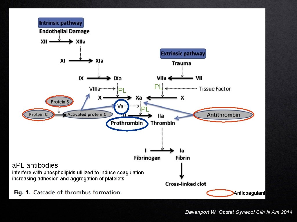 PL PL PL antibodies interfere with phospholipids utilized to induce coagulation increasing adhesion and