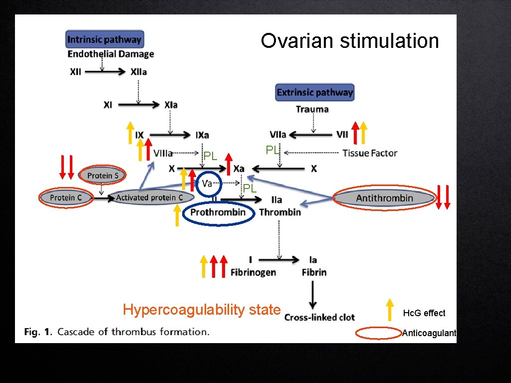 Ovarian stimulation PL PL PL Hypercoagulability state Hc. G effect Anticoagulant 