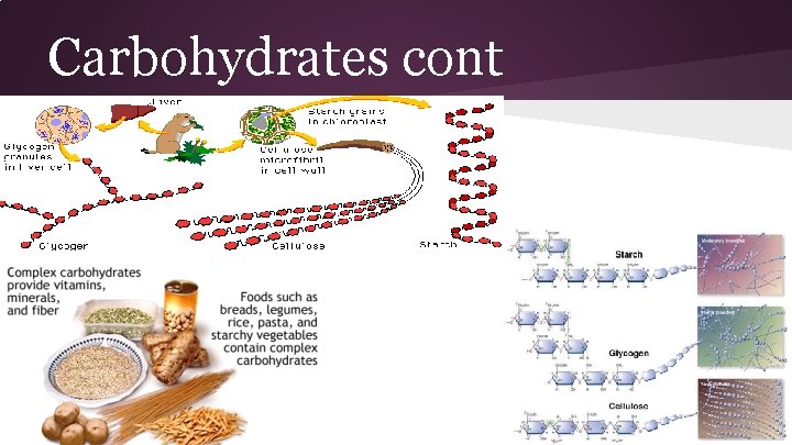 Carbohydrates cont 