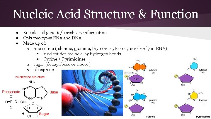 Nucleic Acid Structure & Function ● ● ● Encodes all genetic/hereditary information Only two