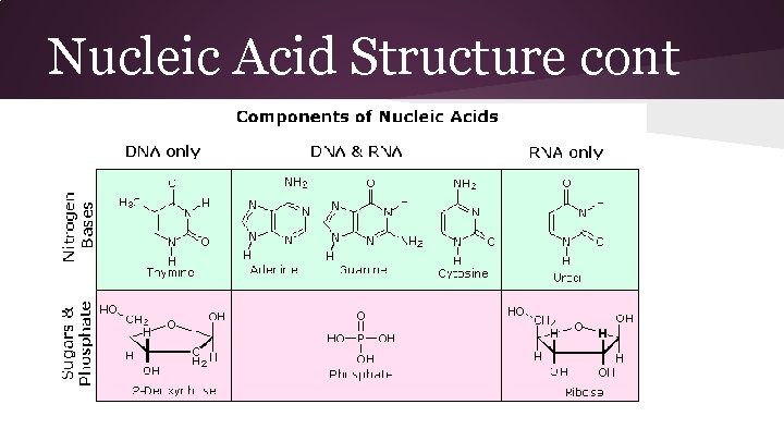 Nucleic Acid Structure cont 