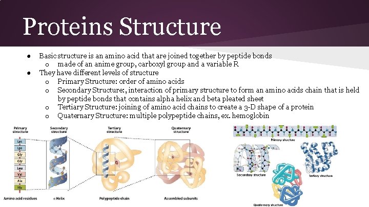 Proteins Structure ● ● Basic structure is an amino acid that are joined together