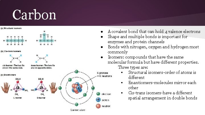Carbon ● ● A covalent bond that can hold 4 valence electrons Shape and