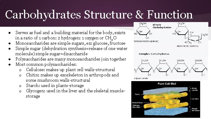 Carbohydrates Structure & Function ● ● ● Serves as fuel and a building material