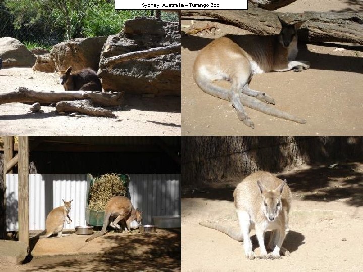 Sydney, Australia – Turango Zoo 