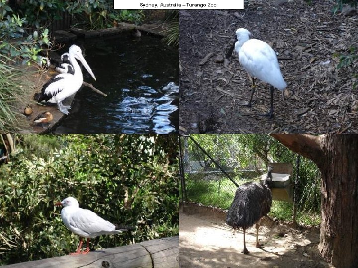 Sydney, Australia – Turango Zoo 