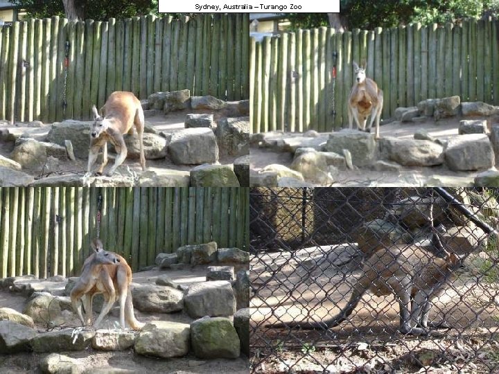 Sydney, Australia – Turango Zoo 