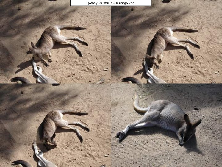 Sydney, Australia – Turango Zoo 