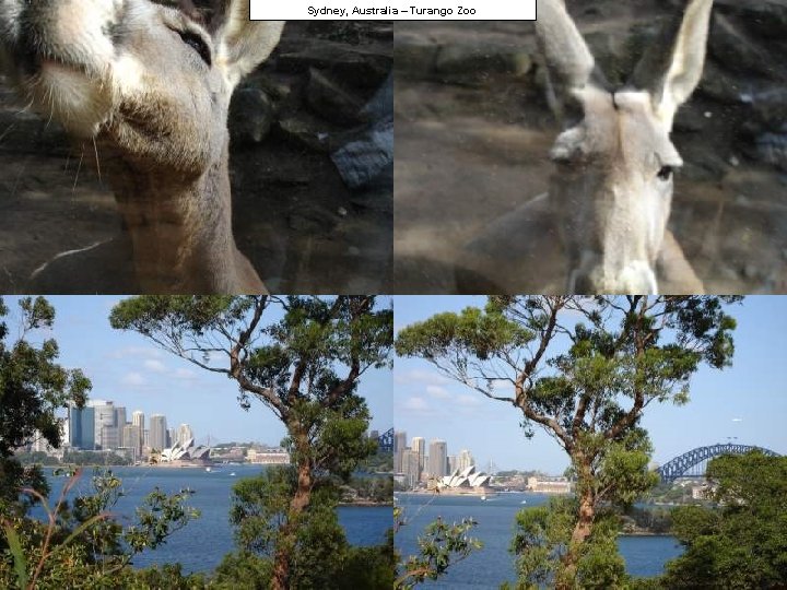 Sydney, Australia – Turango Zoo 
