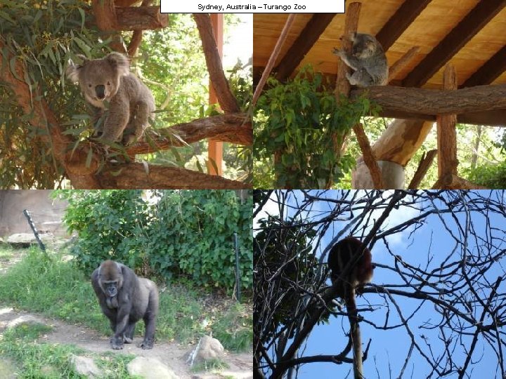 Sydney, Australia – Turango Zoo 