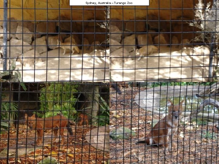 Sydney, Australia – Turango Zoo 