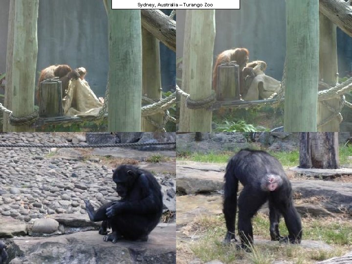 Sydney, Australia – Turango Zoo 