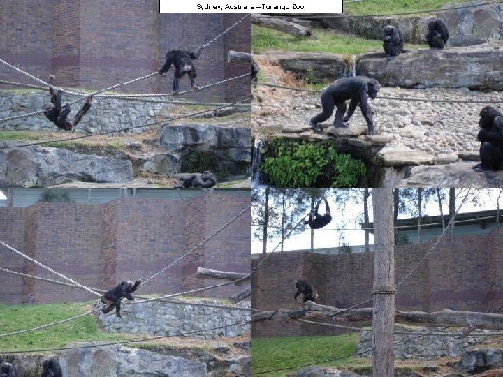 Sydney, Australia – Turango Zoo 
